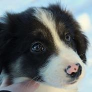 Border collie Joe