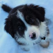 Border collie Joe