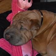 Shar pei Chuck Norris