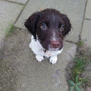 Engelsk springer spaniel Tjalfe