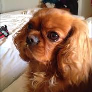 Cavalier king charles spaniel Wilma