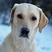 Labrador retriever Holly