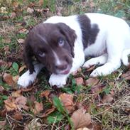 Engelsk springer spaniel Tjalfe