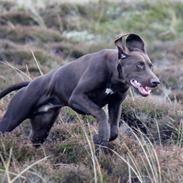 Korthåret hønsehund Dirch