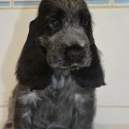 Cocker spaniel Sky
