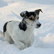 Jack russell terrier My