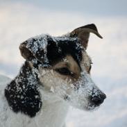 Jack russell terrier My