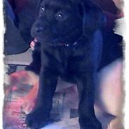 Labrador retriever Stella