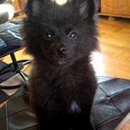 Pomeranian Koda