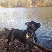 Staffordshire bull terrier DK Staff's Harley Hans