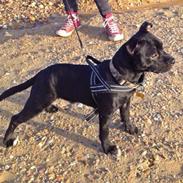 Staffordshire bull terrier DK Staff's Harley Hans