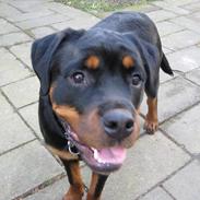 Rottweiler Line