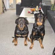 Rottweiler Line