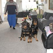 Rottweiler Line