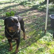Rottweiler Line
