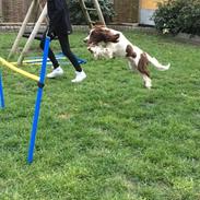 Engelsk springer spaniel Sille