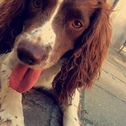 Engelsk springer spaniel Sille