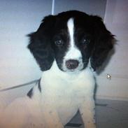 Engelsk springer spaniel Sille