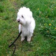 Coton de tulear Sille