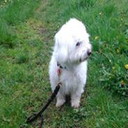 Coton de tulear Sille