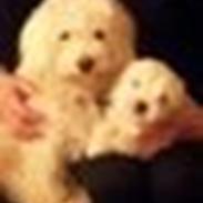 Coton de tulear Sille