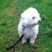 Coton de tulear Sille