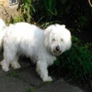 Coton de tulear Sille