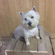 West highland white terrier Fido