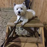 West highland white terrier Fido