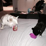 West highland white terrier Fido