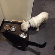 West highland white terrier Fido