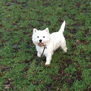 West highland white terrier Fido