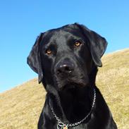 Labrador retriever Sacho