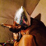 Blanding af racer Molly