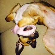 Blanding af racer Molly