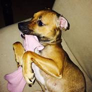 Blanding af racer Molly