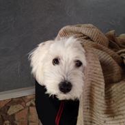 Coton de tulear Diva