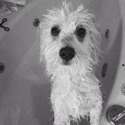 Coton de tulear Diva