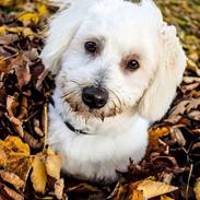 Coton de tulear Diva