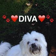 Coton de tulear Diva