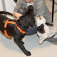 Blanding af racer Pluto