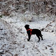 Blanding af racer Pluto