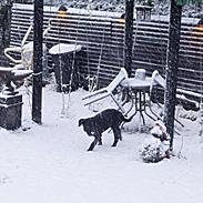 Blanding af racer Pluto