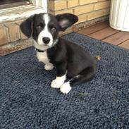 Welsh corgi cardigan Omino ( Lærkegårdens Zinidine Zidane )