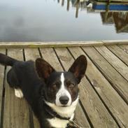 Welsh corgi cardigan Omino ( Lærkegårdens Zinidine Zidane )