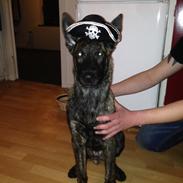 Hollandsk hyrdehund Nexus 