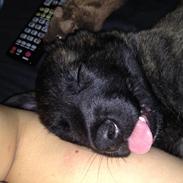 Hollandsk hyrdehund Nexus 