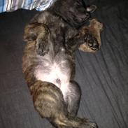 Hollandsk hyrdehund Nexus 