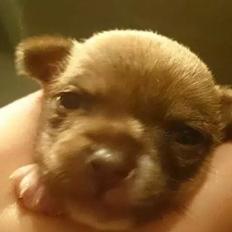Chihuahua Ziwa
