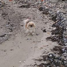 Pekingeser Paja (HIMMELHUND)